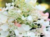 Hortenzija šluotelinė ,Tickled Pink' (lot. Hydrangea paniculata)